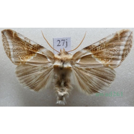 Habrosyne pyritoides (Hufnagel, 1766) Pluszówka agatka Pluszówka agatka Czech27j